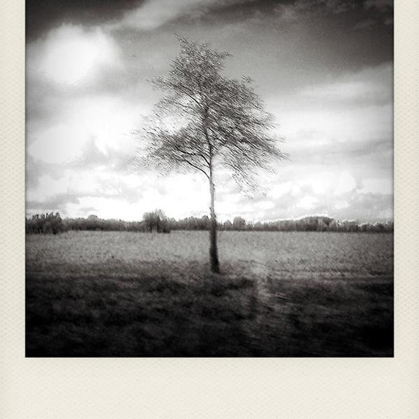 Lonely Tree by Clara S. Stella