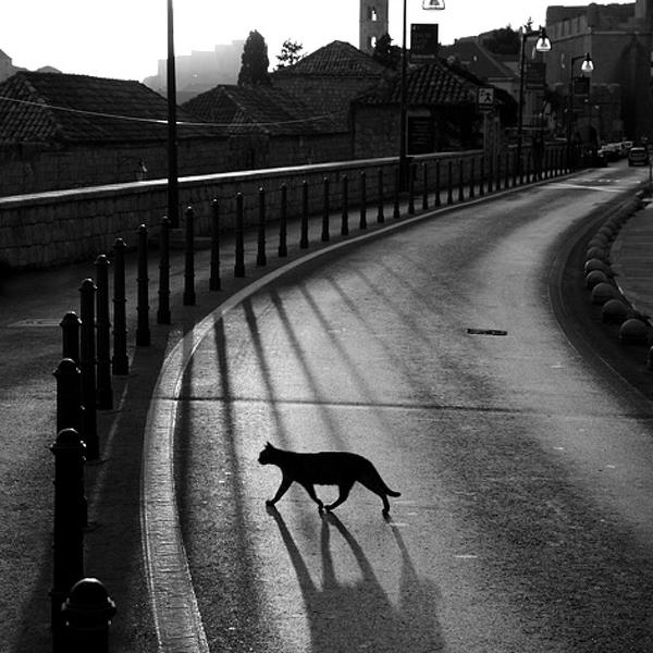 Prejudices In The Shadows by Goran Bisic