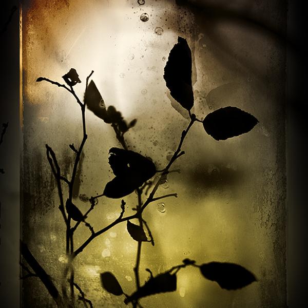 Ombres Chinoises by Paul Surdulescu