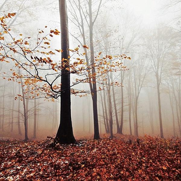 Last Survivor by Elena C.