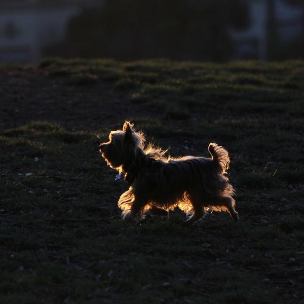 The Evening Light by Dara Pilugina