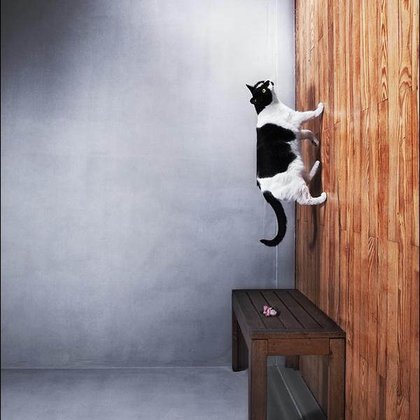 Ceci N'est Pas Un Chat ! by Dmitri Elson