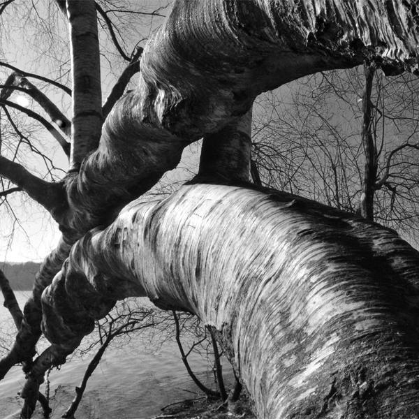 Claws Of The Tree by Kyozyh