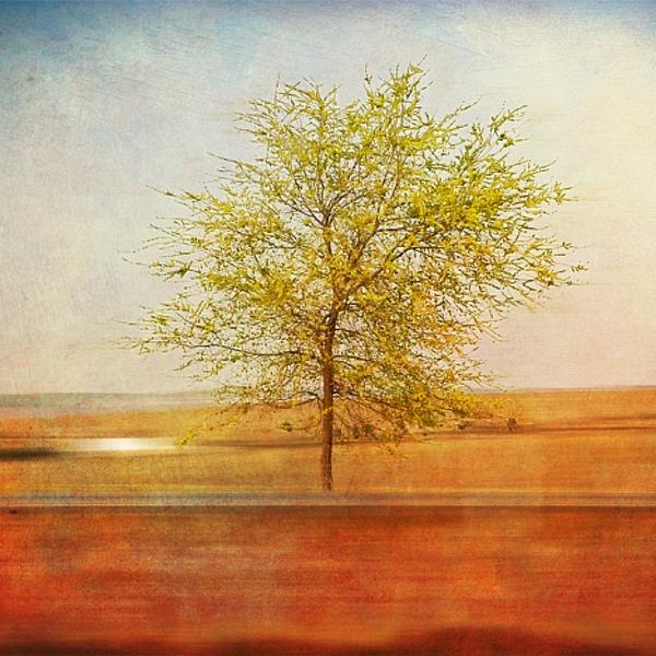 Lonely Tree On The Road by Ballesteros Beatriz