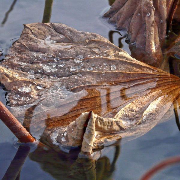 Lotus Sacrés 77 par Raphaële Colombi