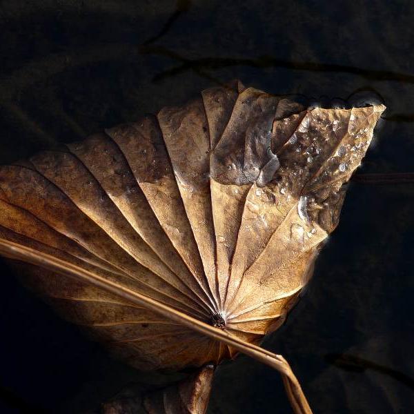 Lotus Sacrés 11 par Raphaële Colombi