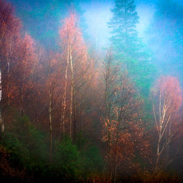 Wood by Sarabia Photo