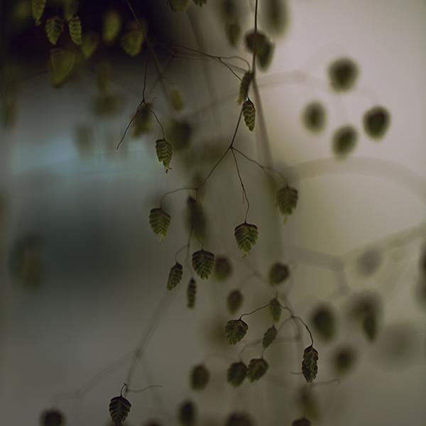 From My Hidden Place by Irca Caplikas