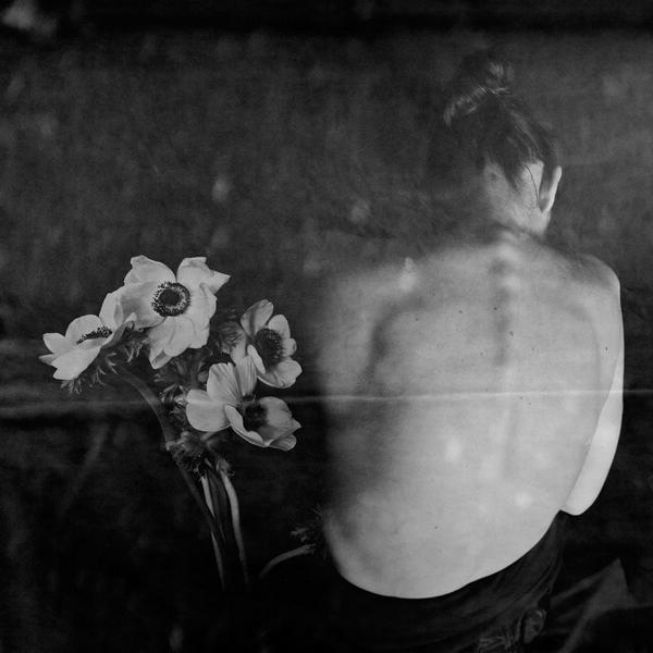 Anemone E Signora by Emme Divi