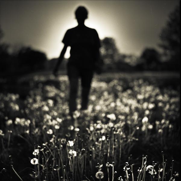 Dandelion Field