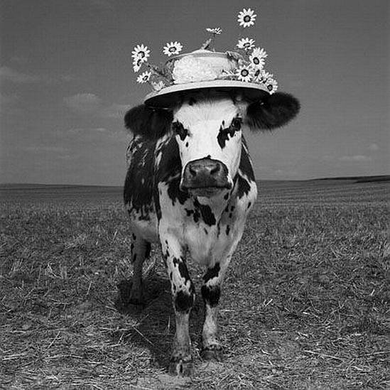 Jean-Baptiste Mondino, Oh La Vache !, Photographie - Milk Factory, Paris, France