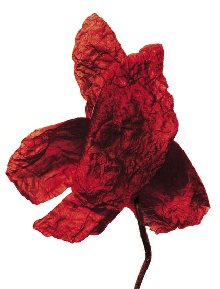Denis Brihat, La nature consacr&eacute;e, Photographie - AD-Galerie, Genolier, Switzerland