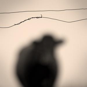 Another dividing line by Denis Olivier