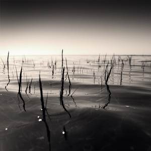 Sea Grass by Denis Olivier