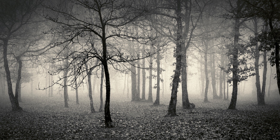Delusion Of Divine, photography by Denis Olivier. Bois De La Marche, France, January 31, 1991 - #1145. Konica 35mm, T-Max 400, Rodinal. In Nature, Vegetal, Tree, forest