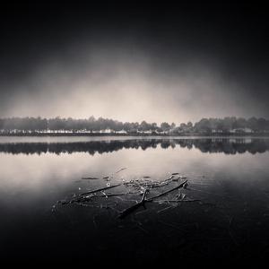 Dead Branches by Denis Olivier