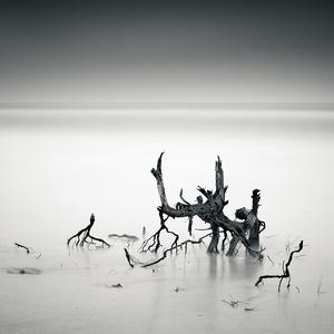 Branche by Emmanuel Correia