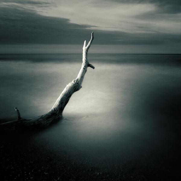 Branche2 by Emmanuel Correia