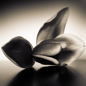 Natural Origami by Marianne Le Carrour