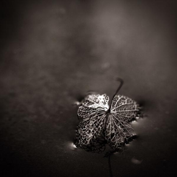 Last Chance, photography by Marianne Le Carrour. Cop&eacute;rit, France, April 2007.. 350D. In Nature, Vegetal