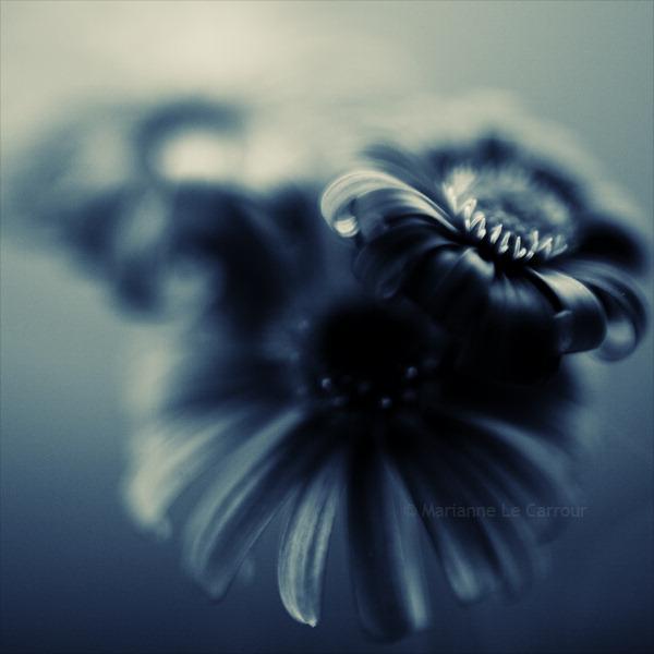 3, photography by Marianne Le Carrour. &copy;Marianne Le Carrour 2009. 50D. In Nature, Vegetal