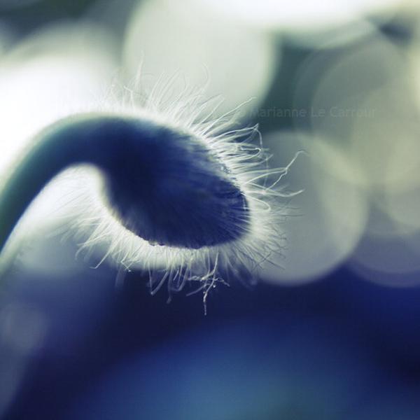 Look Toward The Light, photography by Marianne Le Carrour. &copy;Marianne Le Carrour 2009. 50D. In Nature, Vegetal