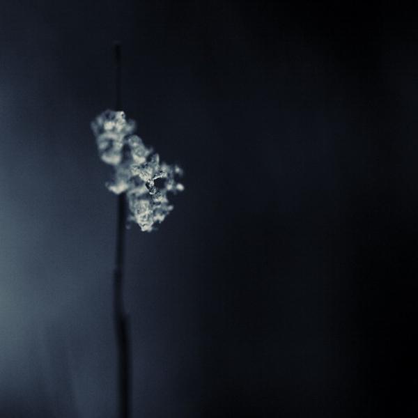 Frozen, photography by Marianne Le Carrour. &copy; Marianne Le Carrour 2010
All rights reserved. 50D. In Nature, Vegetal