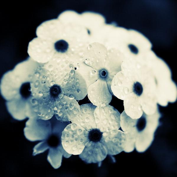 Wet Flowers, photography by Marianne Le Carrour. Cop&eacute;rit, France, August 2007. 350D. In Nature, Vegetal
