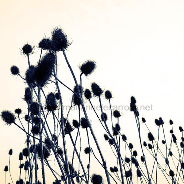 The Test, photography by Marianne Le Carrour. Bordeaux, France, february 2006.. Canon 350D. In Nature, Vegetal