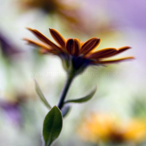 Je t'aime, un peu, beaucoup..., photography by Marianne Le Carrour. Bordeaux, France, April 2006. Canon 350D. In Nature, Vegetal