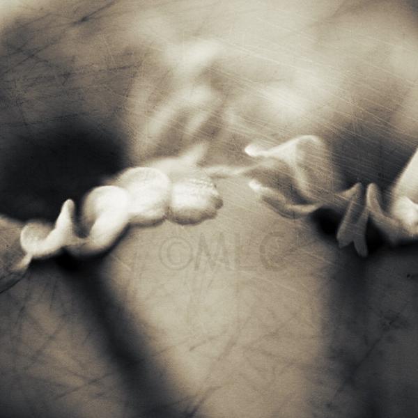 Mutine #01, photography by Marianne Le Carrour. Bordeaux, France, November 2007.. 350D. In Nature, Vegetal