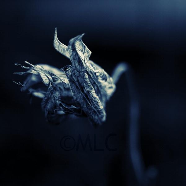 Monster, photography by Marianne Le Carrour. Cop&eacute;rit, France, January 2008.. 350D. In Nature, Vegetal
