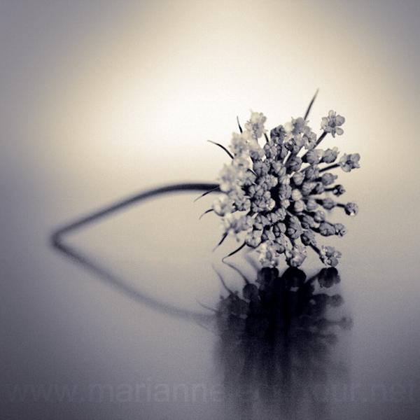 Space Between Us, photography by Marianne Le Carrour. Bordeaux, France, December 2006.. In Object, Still life