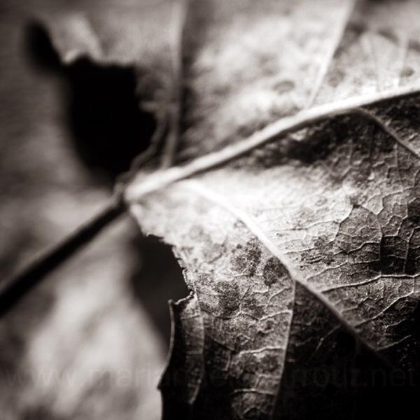 Veines, photography by Marianne Le Carrour. Hourdin, France, January 2007.. In Nature, Vegetal