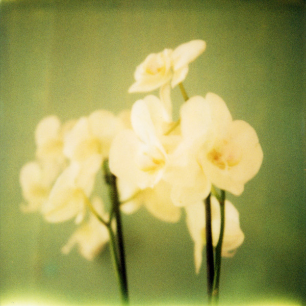 Orchid&eacute;es En Vert, photography by Sophie Gotti. sept. 2010 - Marseille. film polaroid 600 + sx70. In Nature, Vegetal, Flower, plant