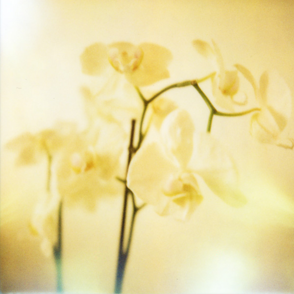 Orchid&eacute;es En Blanc, photography by Sophie Gotti. sept. 2010 - Marseille. film polaroid 600 + sx70