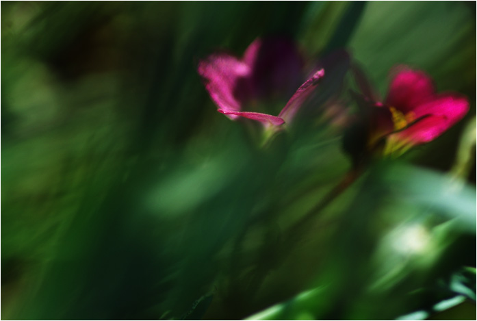 Vibrations, Artwork by Mathilde Dupont-nivet. Voyage d'un lutin dans un sous-fleur
