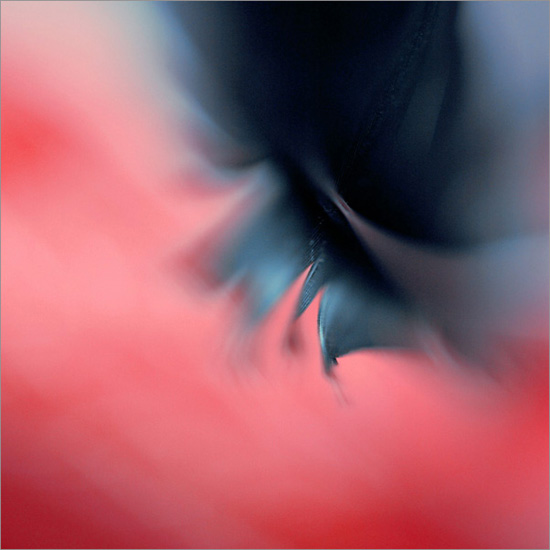 the crow, photography by Sophie Thouvenin
