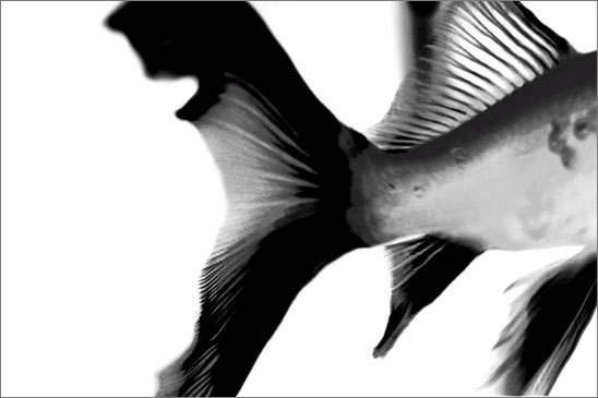 black sushi, photography by Sophie Thouvenin. In Nature, Animal, Domesticated. black sushi, photography by Sophie Thouvenin. Image #208