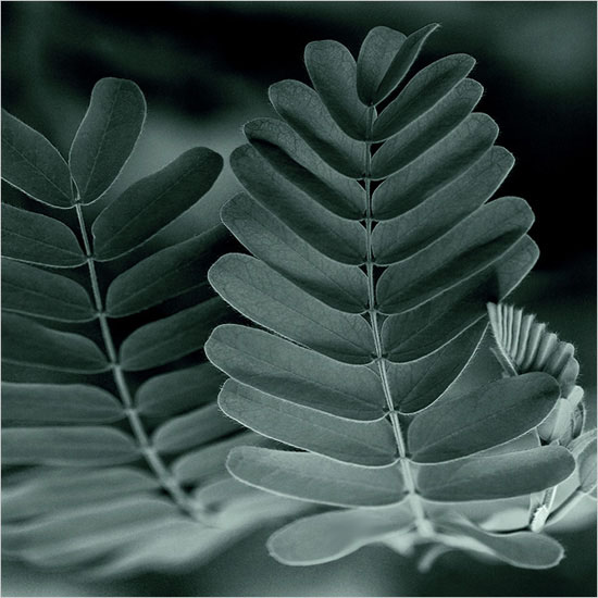 blue trees, photography by Sophie Thouvenin. In Nature, Vegetal