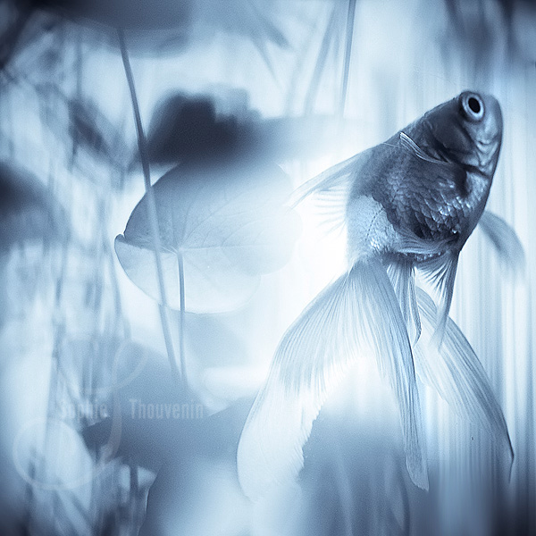 Blue Lagoon, photography by Sophie Thouvenin. In Nature, Animal