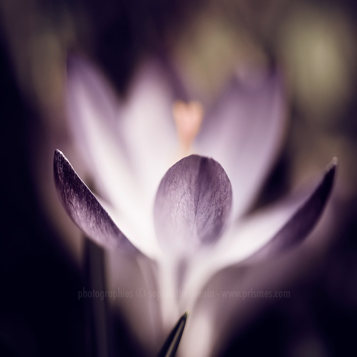 Spring, photography by Sophie Thouvenin. In Nature, Vegetal, Flower, plant