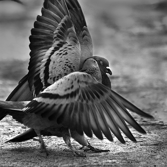 Au creu de l'oreille (1/2), photography by Lo&iuml;c Mathey (lightpunk). "L'instant d&eacute;cisif" comme on l'appelle
Pour tous ceux qui n'aiment pas les pigeons.... canon 300d, obj 75-300 IS. In Nature, Animal, Wild