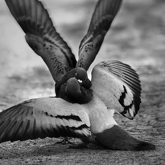 Au creu de l'oreille (2/2), photography by Lo&iuml;c Mathey (lightpunk). "L'instant d&eacute;cisif" comme on l'appelle
Pour tous ceux qui n'aiment pas les pigeons.... canon 300d, obj 75-300 IS. In Nature, Animal, Wild