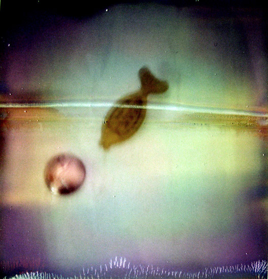 the film got stuck, explaining the line crossing the fish (which is a bath thermometer actually)

le film s'est coinc&eacute; &agrave; sa sortie d'o&ugrave; la ligne qui traverse le poisson thermom&egrave;tre de bain. sx 70. poiscaille, photography by Ramez El Sa&iuml;d. Image #15784