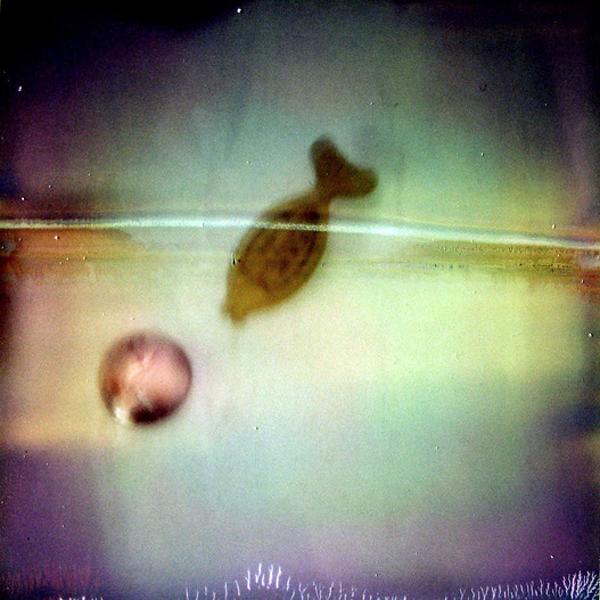 poiscaille, photography by Ramez El Sa&iuml;d. the film got stuck, explaining the line crossing the fish (which is a bath thermometer actually)

le film s'est coinc&eacute; &agrave; sa sortie d'o&ugrave; la ligne qui traverse le poisson thermom&egrave;tre de bain. sx 70