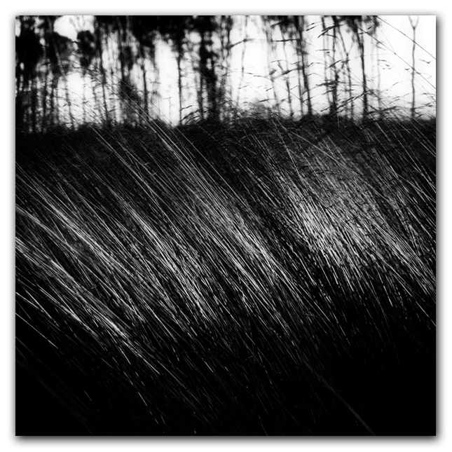 Black ink, photography by Haroun Souirji. Mauvaises herbes ou roseaux?. EOS 350 D. In Nature, Vegetal