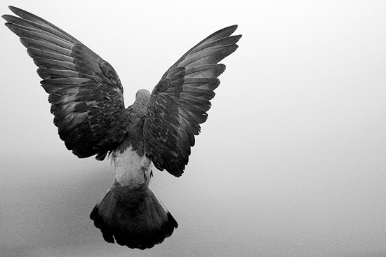 Pigeon vole, photography by Christian Linder. In Nature, Animal, Wild