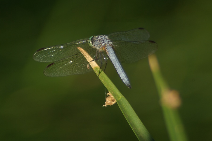 Pointedly Ignoring Me, photography by Pat Goltz. Probably an Eastern Pondhawk, Erythemis simplicicollis. Bulrushes don't have flowers as such, but what they have instead are these little golden clusters, one shown beneath him. Sudden movement close to them will cause a dragonfly to fly off, but most of the time, they are oblivious to humans. Taken in the Sweetwater Wetlands, southern Arizona, USA. Pentax K10D, Phoenix 650-1300mm fully zoomed. photography. In Nature, Animal, Insect