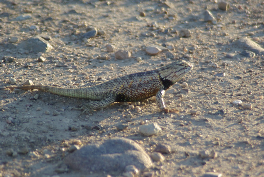 King Of The Universe, photography by Pat Goltz. Because of his haughty, unafraid, "I own the world" stance. :) Desert Spiny Lizard, Sceloporus magister. Taken in the Sweetwater Wetlands, southern Arizona.. Pentax K10D, Phoenix 100-400mm fully zoomed, 1.7x extender. photography. In Nature, Animal, Reptile, amphibian